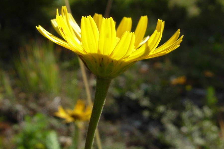 Fiori dal Trentino